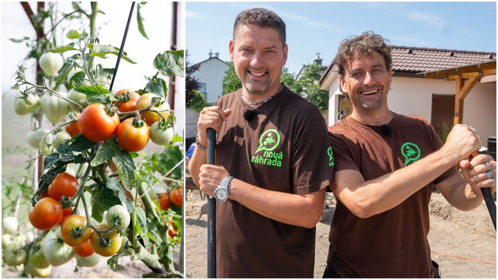 Nova zahrada - paradajky